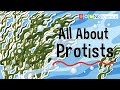 Protists: Characteristics and Examples