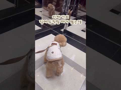집 잘찾아가는 복떠니?