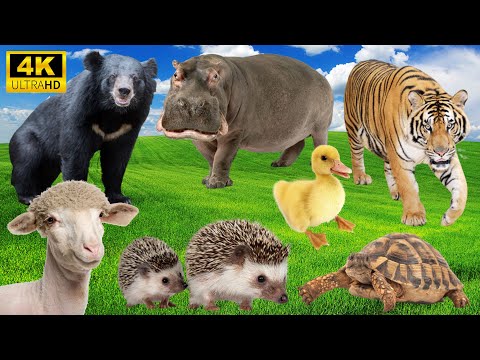 Pure Animal Joy: Bear, Hippo, Tiger, Duck, Hedgehog - Animal Videos