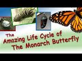 Exploring the Monarch Butterfly Life Cycle