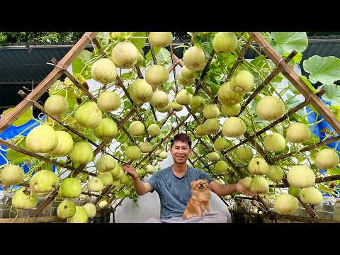 No Soil, No Garden – You'll Regret Missing This Super Easy Way to Grow Melons!