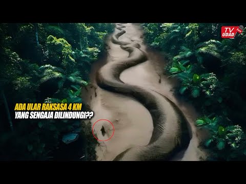 Ngeri!! Keberadaan Ular Raksasa Sepanjang 4 Km Ini Sengaja Ditutupi Ilmuwan Didalam Hutan Amazon