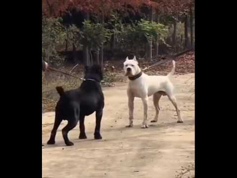Dogo Argentino meets Cane Corso while walking  #dog
