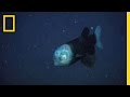 Barel Fish: Facts and Features