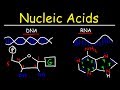 Nucleic Acids and Their Functions