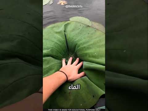 لماذا لا تتبلل؟