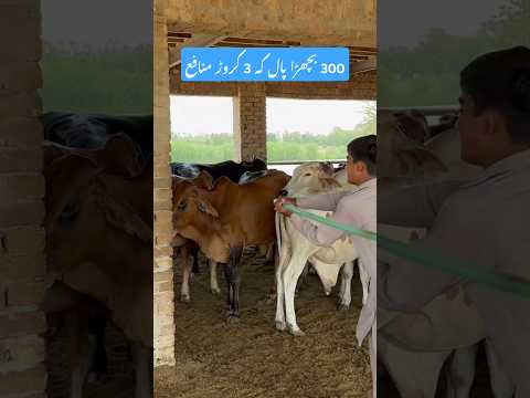 Bachra farming | wacha farming business| 03248182000 #shorts #youtubeshorts