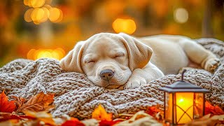 Deep sleep music for dogs🐶Anti-anxiety music for dogs🐶Music help your dog sleep after 30minutes
