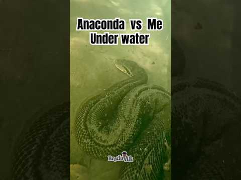 You wouldn’t believe Anaconda Vs Me underwater