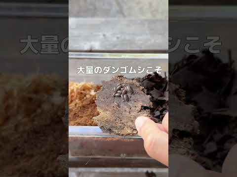 ダンゴムシのメンテ／コンポストのかぼちゃ／猫ルナくん