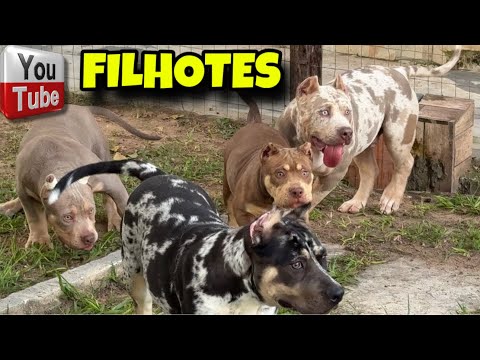 🇺🇸 AGORA SÓ ESTAMOS VENDENDO FILHOTES PARA O EXTERIOR!
