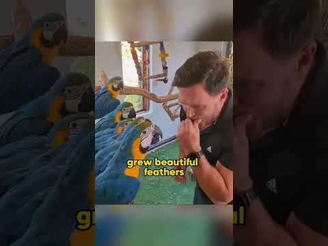 Adam ve yavru papağanların hikayesi