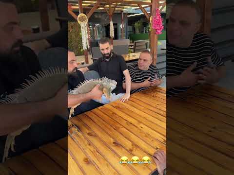 Iguana ile pusu yaptık! 😂 #komedi #funny #comedy