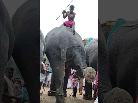 Chirakkal Kalidasan  ll ഇവൻ ആളു പുലിയാ...