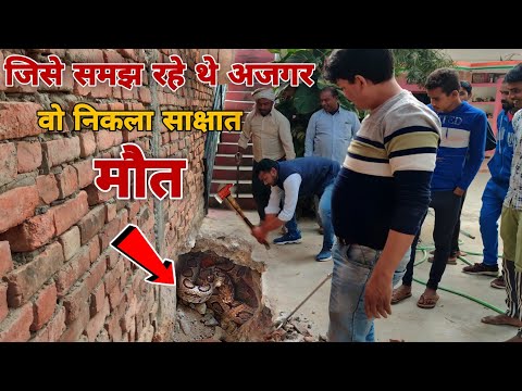 अजगर समझकर जिसके पास खेलती थी छोटी बच्ची,वो निकला साक्षात मौत।😨 जब निकला एशिया का सबसे खतरनाक सांप!