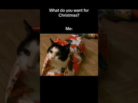 the only thing I want for Christmas #christmas #cat #catlovers