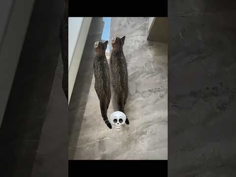 Cat synchronization ☠️💀