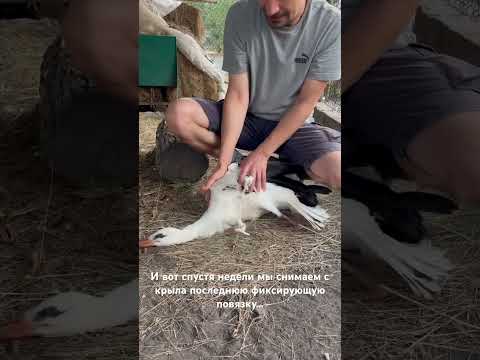 Аист наконец может расправить крылья #animal #ukraine #bird
