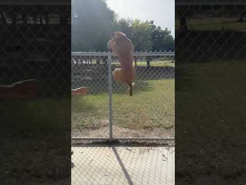 Sorry for laughing but this guy  is hilarious 😂 #trending #dogtraining #funnydogs #dogs