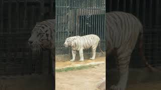 3 Tigres LUCHANDO a MU3RTE en este Zoo de Marruecos #tigres #pelea #xtrauss #zoo #animales