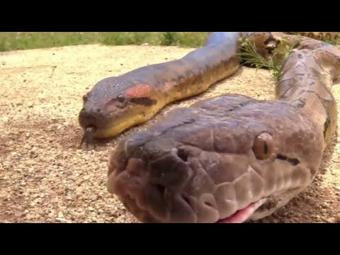 Anaconda mating with python | unbelievable