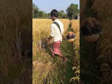 ধান কাটা মেশিন #youtubeshorts #shortsvideo #youtube #youtuber #tranding #shortsfeed #reels