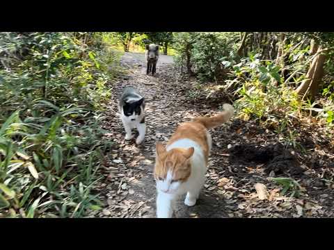 猫たちと散歩してたらイノシシ混じってた
