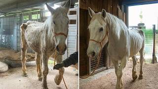 Neglected Horses Make a Miraculous Recovery 🐴❤️