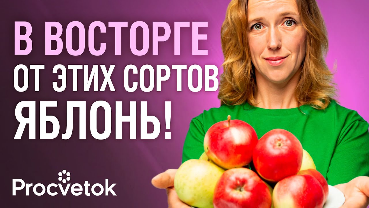 3 сорта яблок, которые заменят вам все остальные! Самые вкусные и урожайные сорта яблок