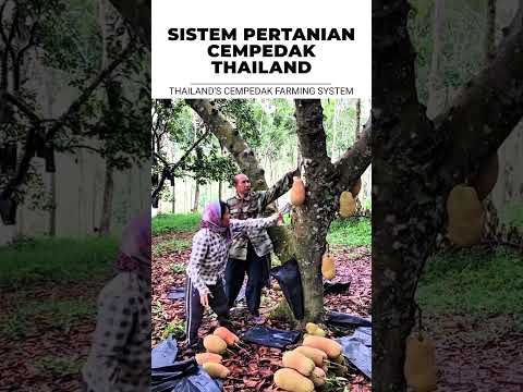 SISTEM PERTANIAN CEMPEDAK THAILAND - THAILAND'S CEMPEDAK FARMING SYSTEM