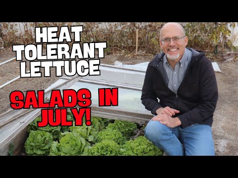 Have Lettuce in the Summer with Summer Crisp Lettuces