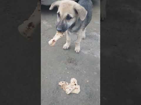 going to feed cute 😍 street dog jhabru and its puppies 🐶 ☺️ 😍 💕