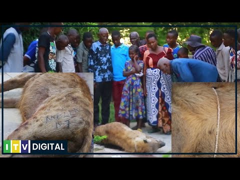 MAAJABU YA MWAKA! FISI AUAWA SIMIYU, AKUTWA NA SHANGA YENYE HIRIZI NA KUCHORWA MAJINA