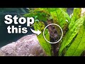 Aquarium Plant Care and Nutrients