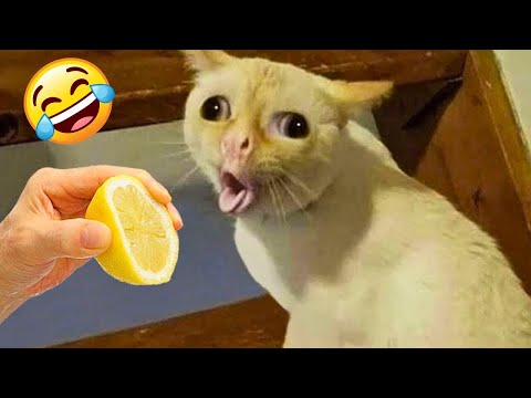 Ultimate Funny Cats and Kittens 😻 Funniest Animals 😂