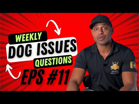 Bulletproofk9s dog trainer obedience protection tactical training tips and tricks weekly QnA EP11