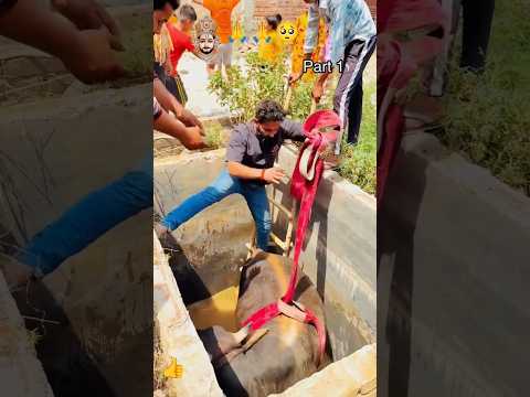नंदी महाराज 🐄 को पानी के कुआ से बाहर निकाला #cow #help #jayshreeram #ytshorts