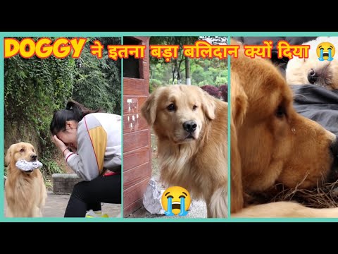 Doggy ने सही किया या गलत 😭 ? Dog's Love Heart ❤️ Touching Story that will make you Cry 😢 | #shorts