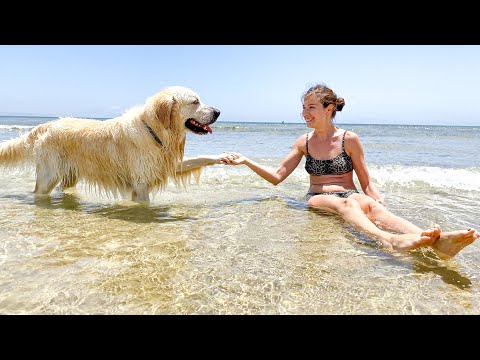 Golden Retriever First Time in the Ocean!