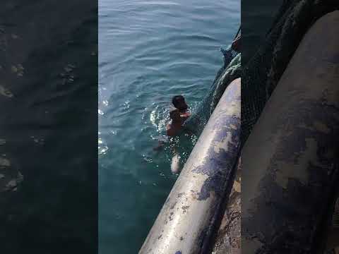 கடல்ல குதித்து பிடித்த மீன் #rivercrab #fishfood #fishing #seafood #fishdiet #foodforfish #shorts