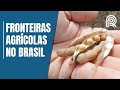 Crescimento da Agricultura no Brasil