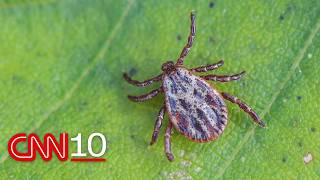 How scientists are using acorns to predict Lyme disease hot spots | October 14, 2026