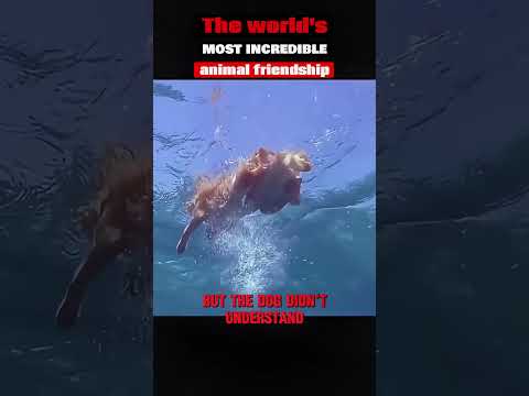The world's most incredible animal friendship#trending #animals #dog#dolphin