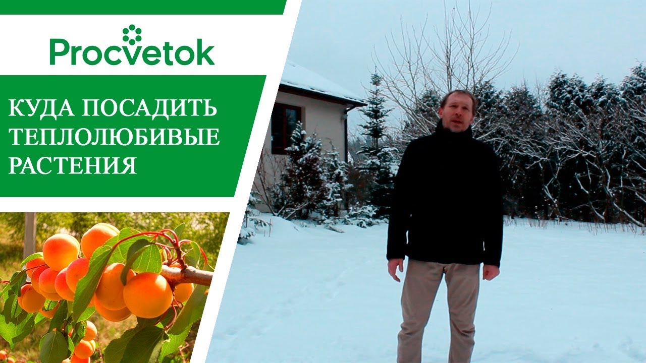 Ветролом. Как вырастить южные растения в средней полосе. Солнечные ловушки.