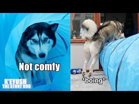 My Dog Uses A Tunnel In All The Wrong Ways! Exercise Fail!