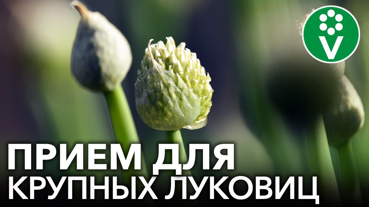 Не выламывайте стрелки на луке пока не узнаете эти важные правила