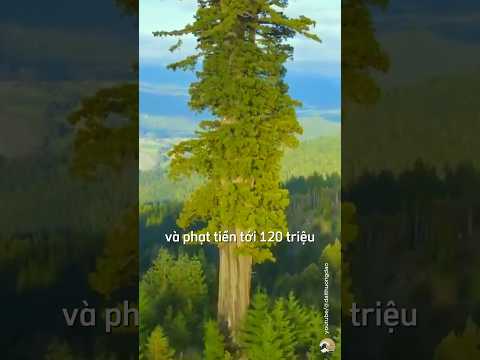 Cụ cây cao nhất #tree #california