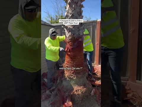 I Charged $1,250 to Trim a 20FT Palm Tree! #Shorts
