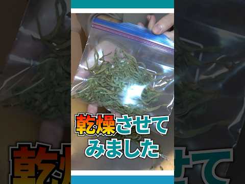 リクガメのために栄養剤作ってみた