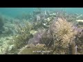 Coral Reefs and Their Ecosystems